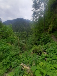 Fernblick