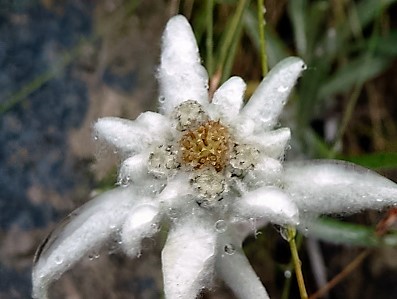 Edelweiss