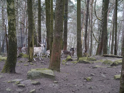 Im Wald